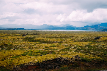 green lava fields covered with moss to the horizon and mountains in Iceland