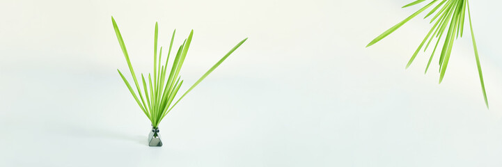 Green grass bush. Grey background. Fresh oat leaves. Spring diet concept. Growth seeds. Summer tall sprout. Cat food. Meadow garden. Eco and agriculture freshness. Horizontal banner with copyspace