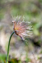 hairy stamens of a flower of a dream-grass which has blossomed and dropped off the petals