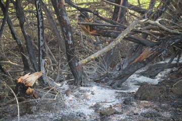 Bush forest fire ashes extinguished