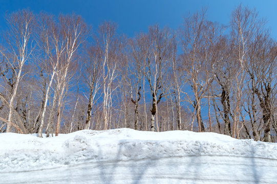 【青森県八甲田山】早春の雑木林