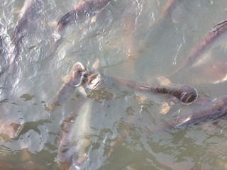 Many pangasius fish in the river.