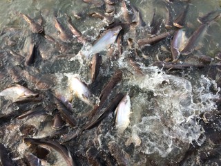 Many pangasius fish in the river.