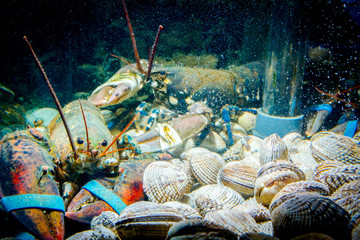 Fototapeta na wymiar Colorful crawfish for sale, sea crustaceans with clams inside aquarium in a restaurant