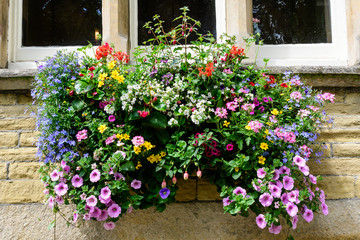 Mixed of summer flowers in a large garden pot displayed in front of a window in Scotland, beautiful pink, blue, red and white petunias, fucsias, geraniums and other decorative plants
