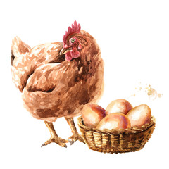 Hen near the  basket with eggs. Hand drawn watercolor illustration isolated on white background