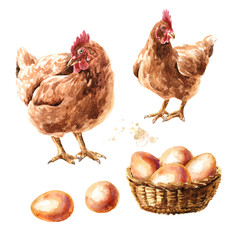 Young brown hens, chiken and eggs set. Hand drawn watercolor illustration isolated on white background