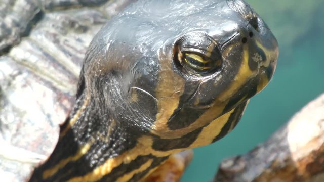 Terrapin turtle reptile close up resting in lake wilderness on sunny day