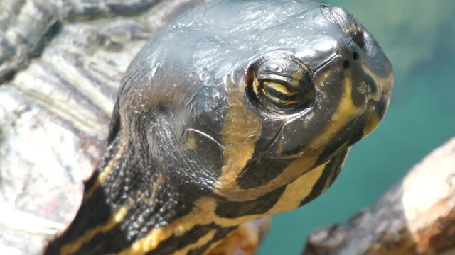 Terrapin turtle close up resting in lake wilderness vegetation on sunny day