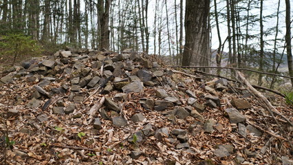 forest in the forest