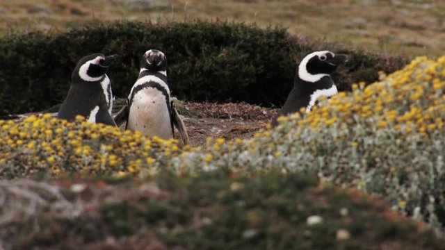 Three magellanic penguins stand behind yellow flowers in the morning, Patagonia, Chile