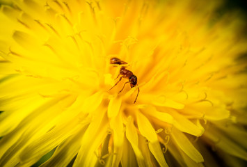 Ant on yellow flower