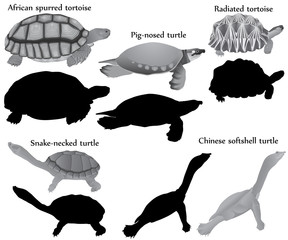 Collection of different species of turtles and tortoises in black-white image and silhouette: pig-nosed turtle, snake-necked turtle, african spurred tortoise, radiated tortoise, chinese softshell