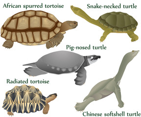 Collection of different species of turtles and tortoises in colour image: pig-nosed turtle, snake-necked turtle, chinese softshell turtle, african spurred tortoise, radiated tortoise