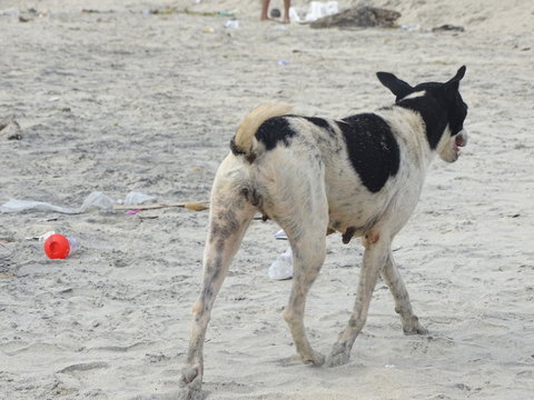 Photos of Stray dogs from beach