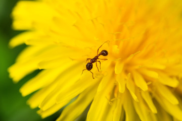 Ant on dandelion, yellow flower