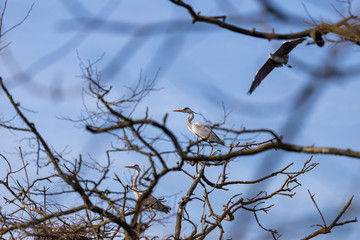 gray herons on the branches make their nests
