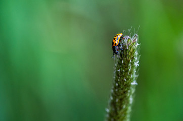 Ladybird on grass