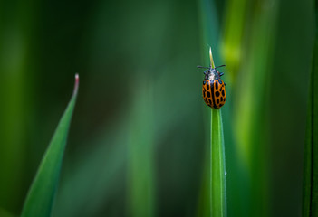 Ladybird on grass