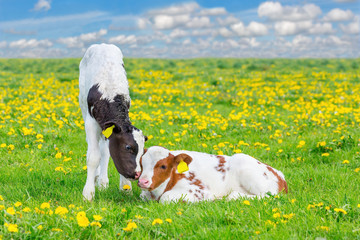 Two newborn calves together in flowering meadow