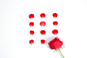 red roses and petals on white background for layout.valentine concept.