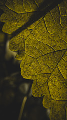 direct sunlight on the leaf.