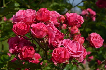 Large green bush with fresh delicate vivid pink roses in full bloom in a summer garden, in direct sunlight, with blurred green leaves, beautiful outdoor floral background photographed
