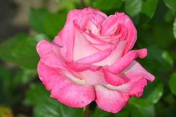 Large green bush with one fresh delicate pink rose in full bloom in a summer garden, in direct sunlight, with blurred green leaves, beautiful outdoor floral background photographed
