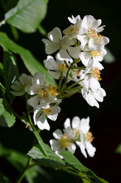 Large green bush with many delicate white roses in full bloom in a summer garden, in direct sunlight, with blurred green leaves, beautiful outdoor floral background photographed
