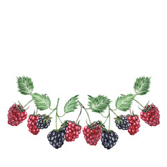 Watercolor illustration of blackberries and raspberries on a white background