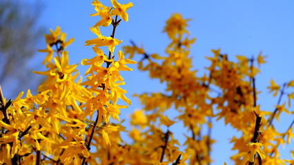 Obraz premium Yellow flowers on a flowering bush Defocused floral background for design. 