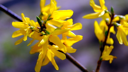  Yellow flowers on a flowering bush Defocused floral background for design. 