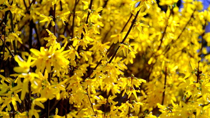 
Yellow flowers on a flowering bush
Defocused floral background for design.
