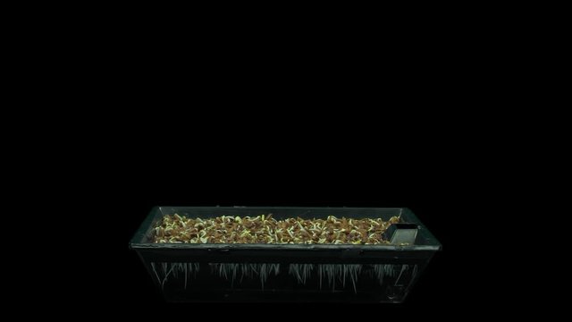 Time-lapse of germinating microgreens caraway sead 1a1 in PNG+ format with ALPHA transparency channel isolated on black background
