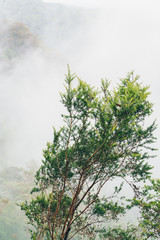 Cream Track Springbrook Gold Coast hinterland