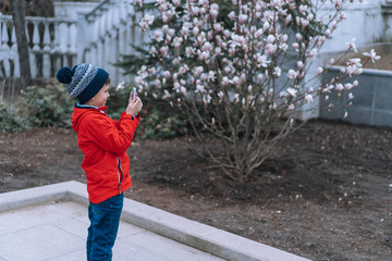 Cute boy in a hat and a red jacket photographs a flowering magnolia tree.