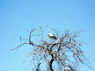 Beautiful bird stork with wings sits on branch of old tree
