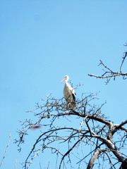 Beautiful bird stork with wings sits on branch of old tree