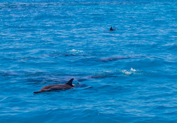 Fototapeta premium Dolphin liyng in the water