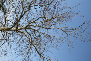 Canopy french forest treetop springtime