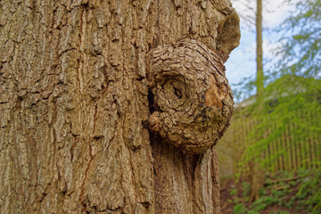 An interesting shaped wart grows on a tree