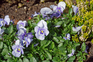 Blooming violets ornamental plants popularity