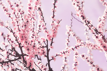 Cherry plum flowers with white and pink petals
