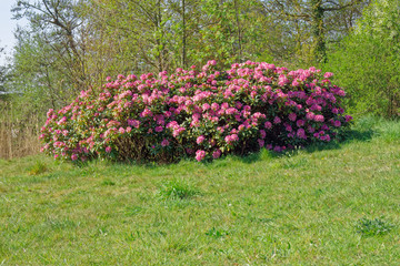 Rhododendron shrub with rich color of flowers and splendor of flowering. Sytwendepark. Netherlands