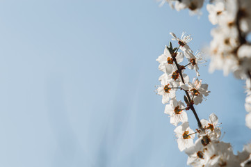 Cherry plum flowers with white petals