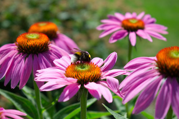 Hummel mit Blume