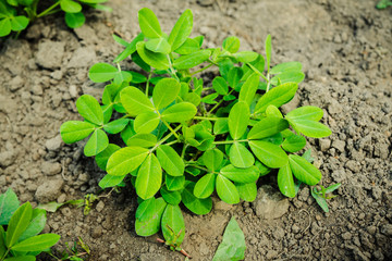 Peanut plant growth on the farm field. Selective focus.