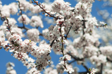 Cherry plum flowers with white petals