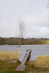 
fishing harbor on the banks of a large river and a young birch