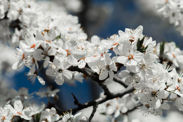 Cherry plum flowers with white petals